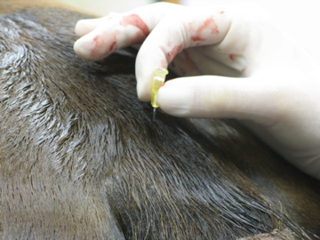 Caudal (low) epidural - TSVS - Justin Harper, DVM